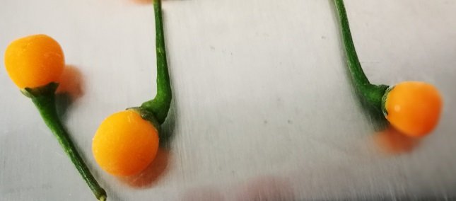 Aji Charapita gefriertrocknen | veredeln