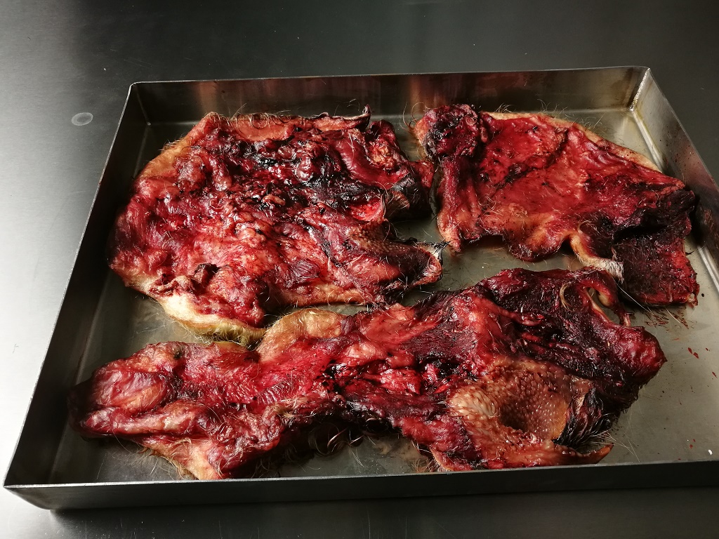 Tiernahrung | Kauartikel | Rinderkopfhaut